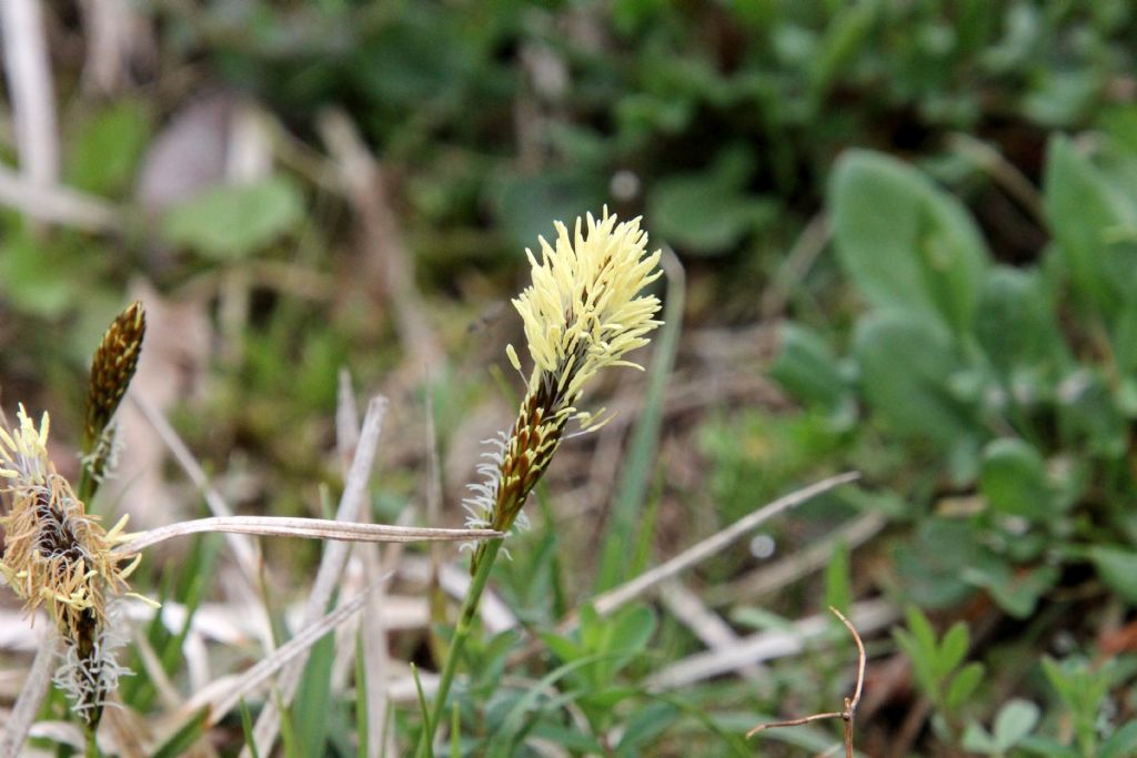 Carex ... flacca?